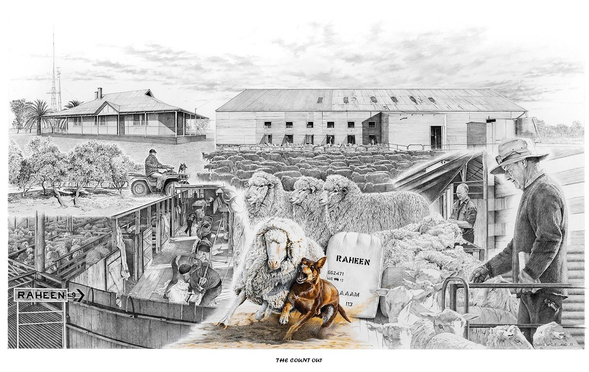 Last shearing on the station, a montage drawing