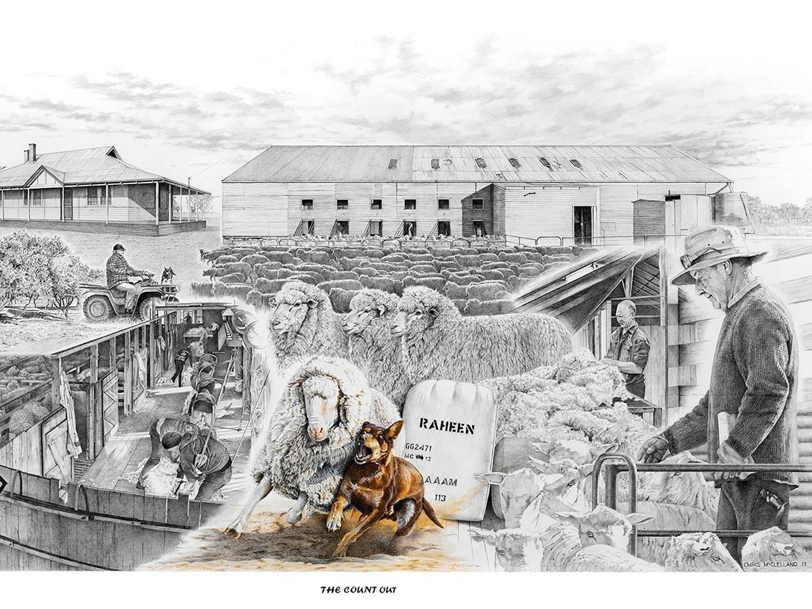 Last shearing on the station, a montage drawing