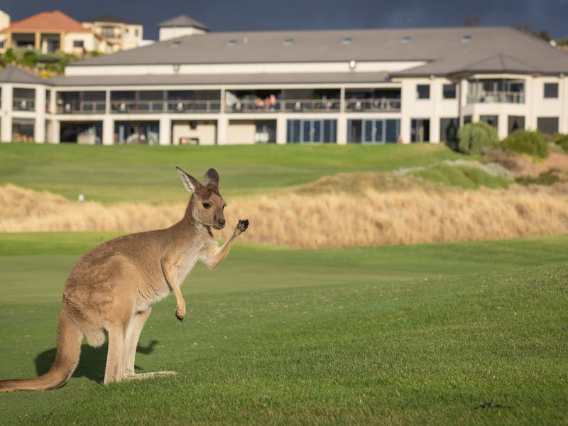 Kangaroo Saying