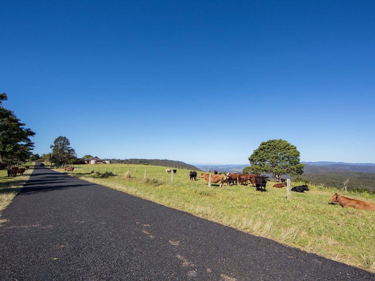 Cows in the fields on Mt Mee, on the drive to Rocky Hole