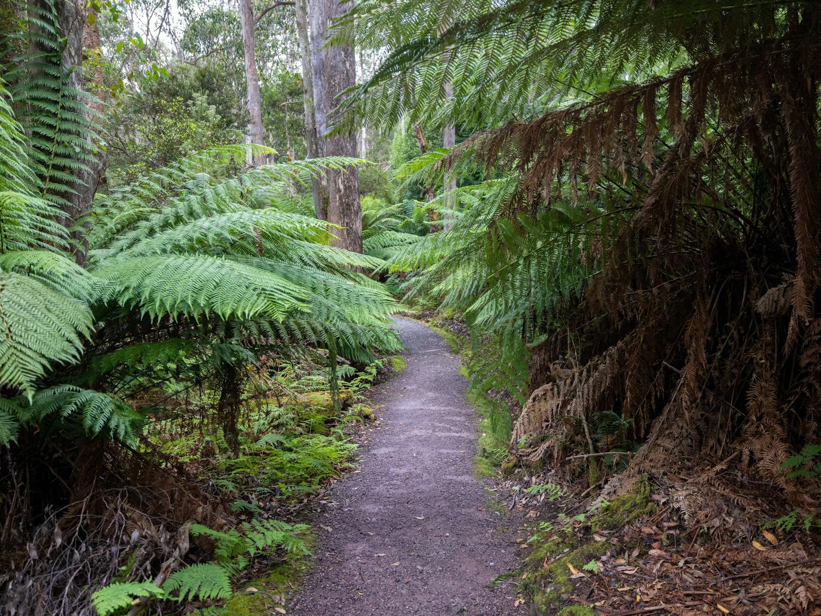 Walking track with Ferns