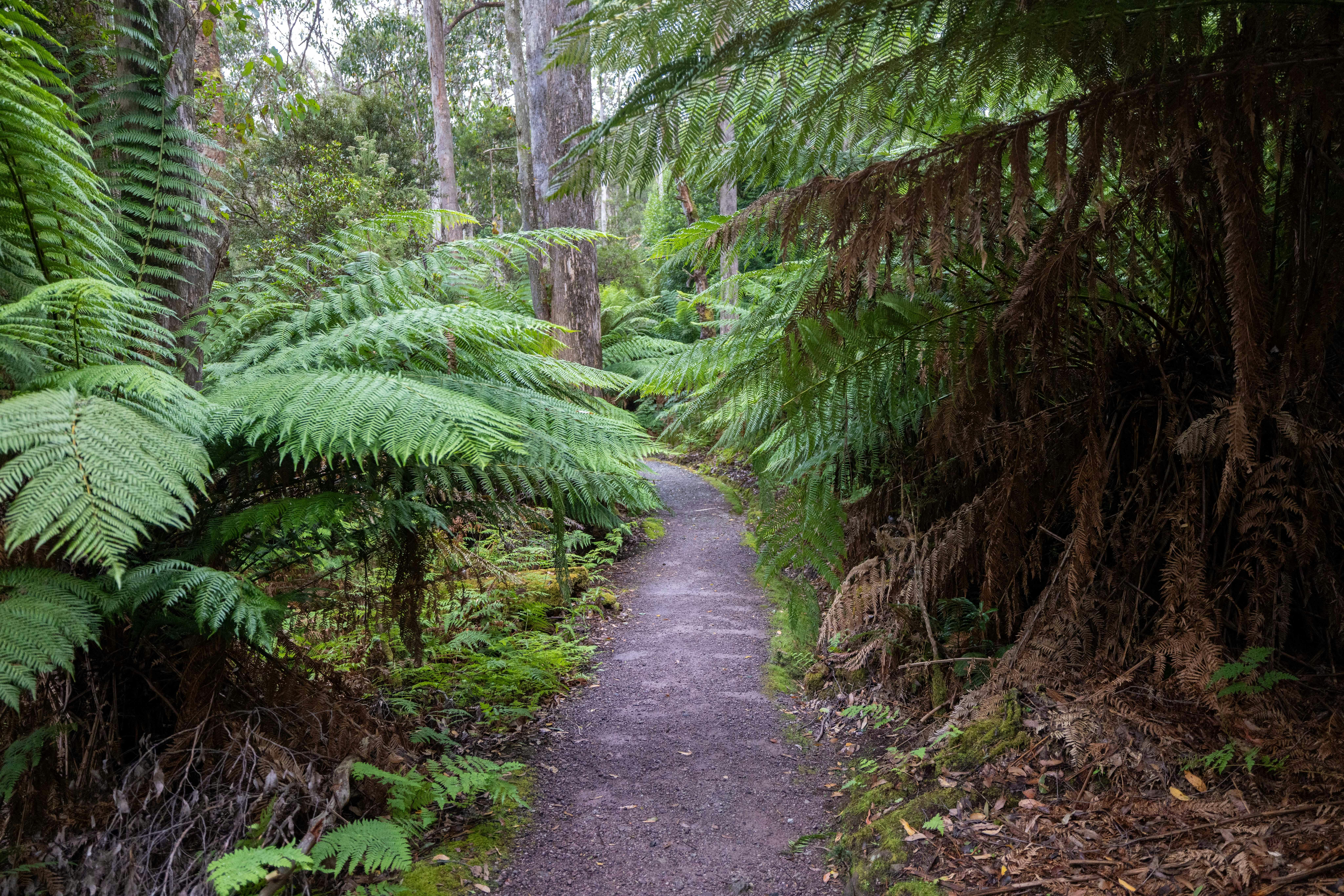 Leven Canyon Lookout Track