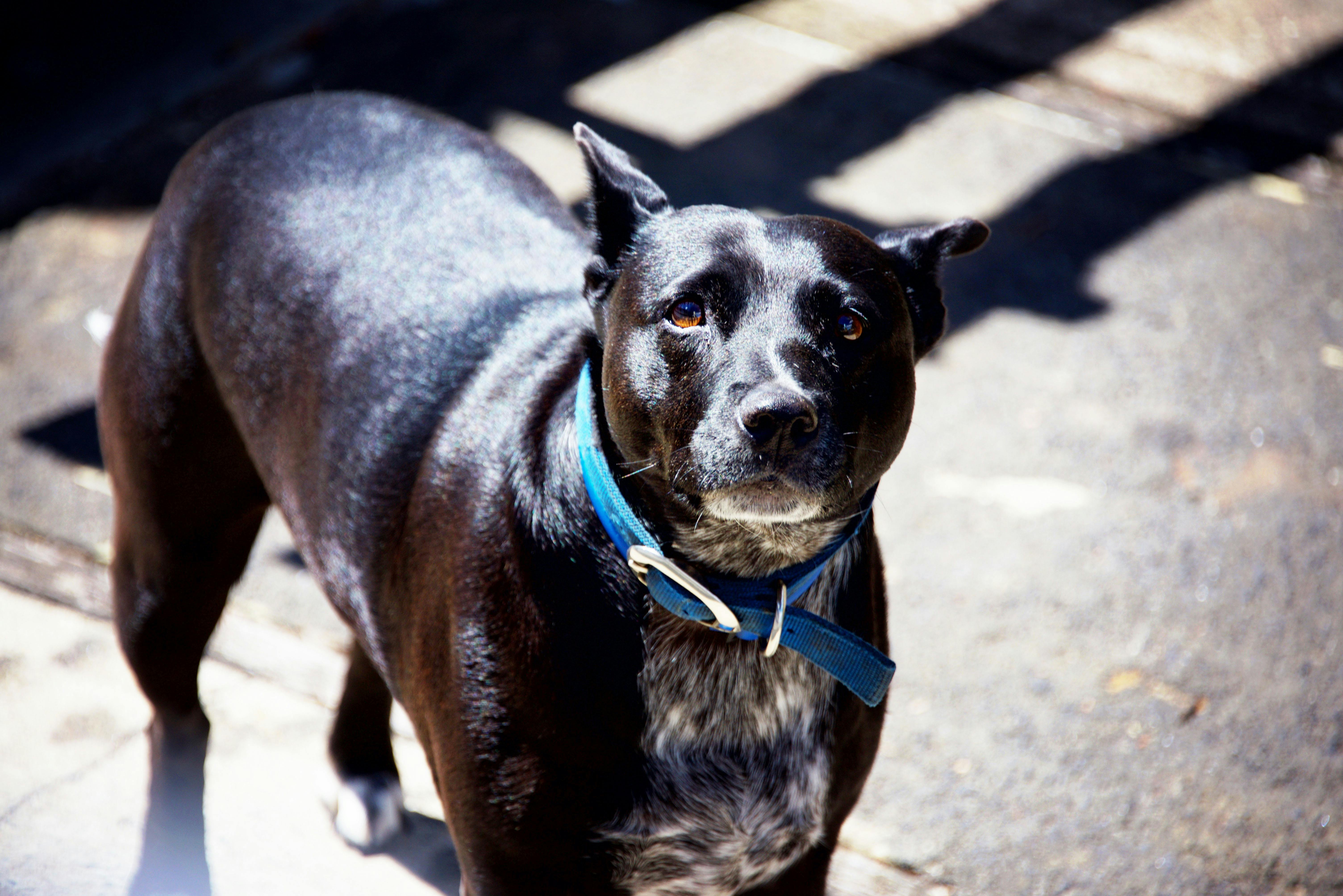 Boots waiting for her biscuit at Marlow Creek