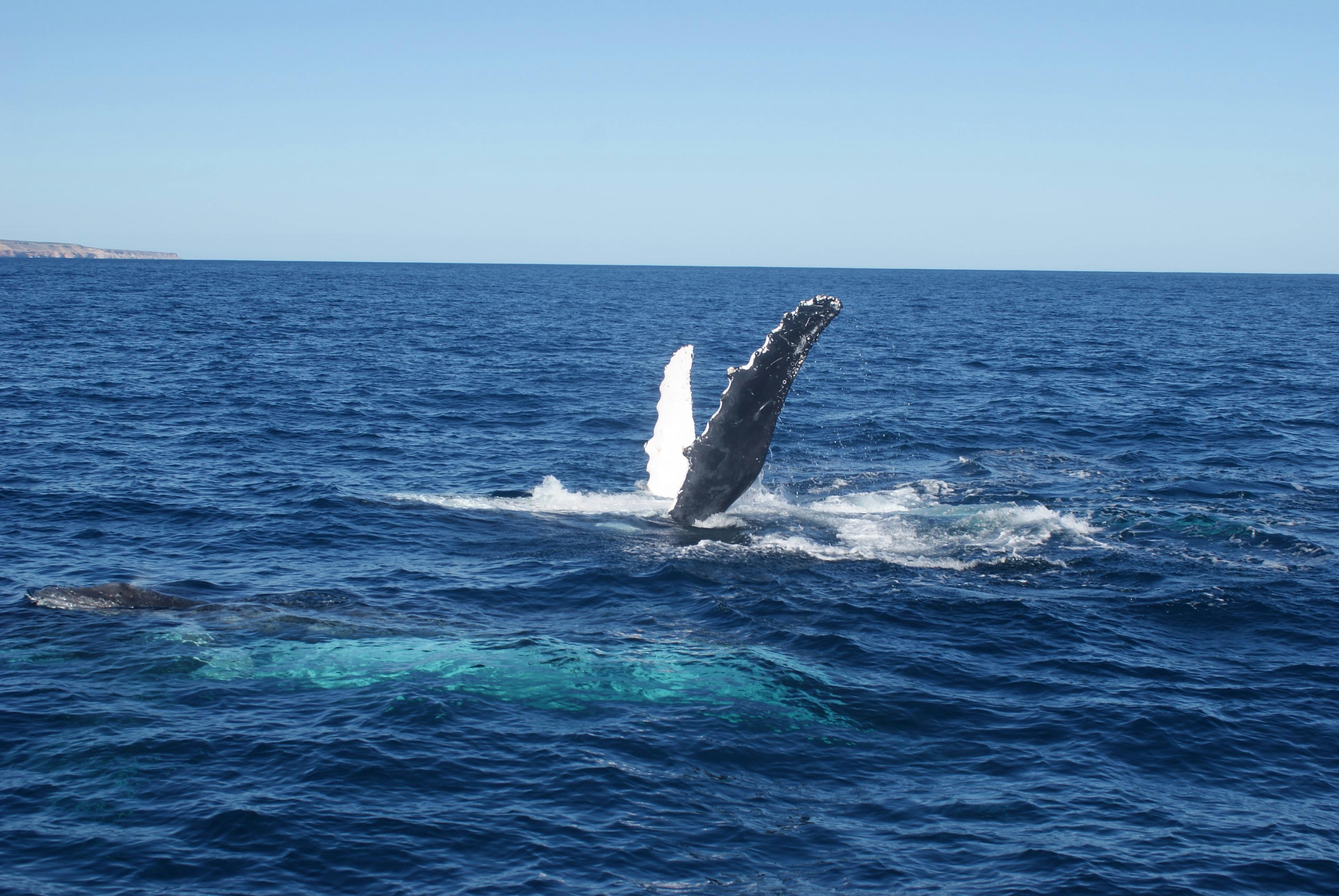 Reefwalker Charters, Kalbarri, Western Australia