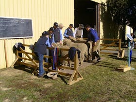 Holbrook Sheep and Wool Fair