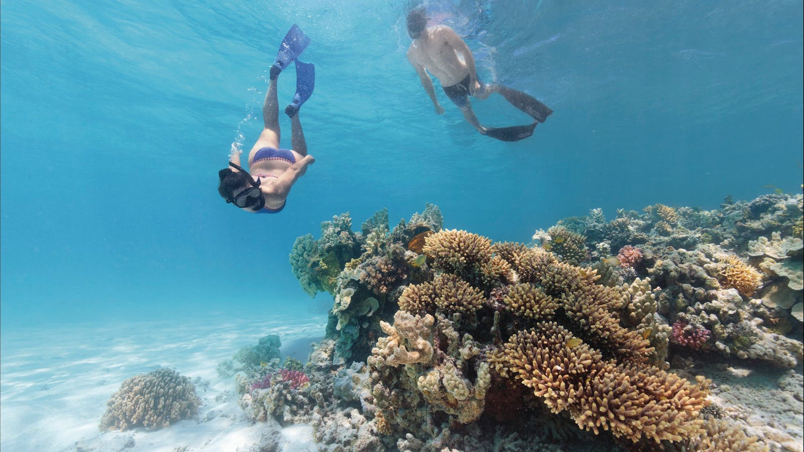 Lady Musgrave Island Dive Sites