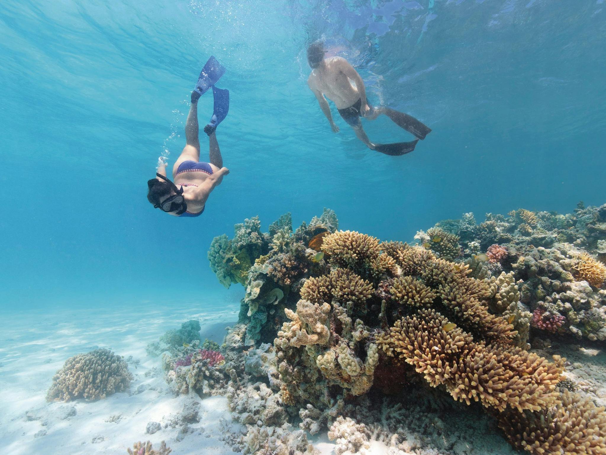 Lady Musgrave Island Dive Sites Attraction Queensland