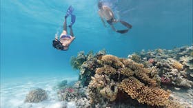 Lady Musgrave Island Dive Sites