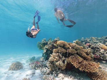 Lady Musgrave Island Dive Sites