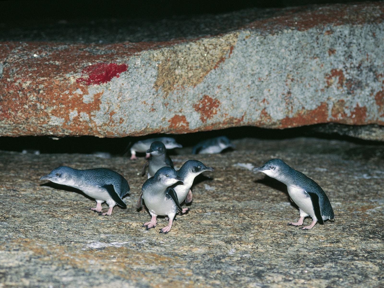 Bicheno Penguins