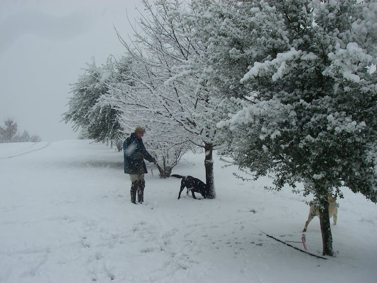 Truffle hunting in winter