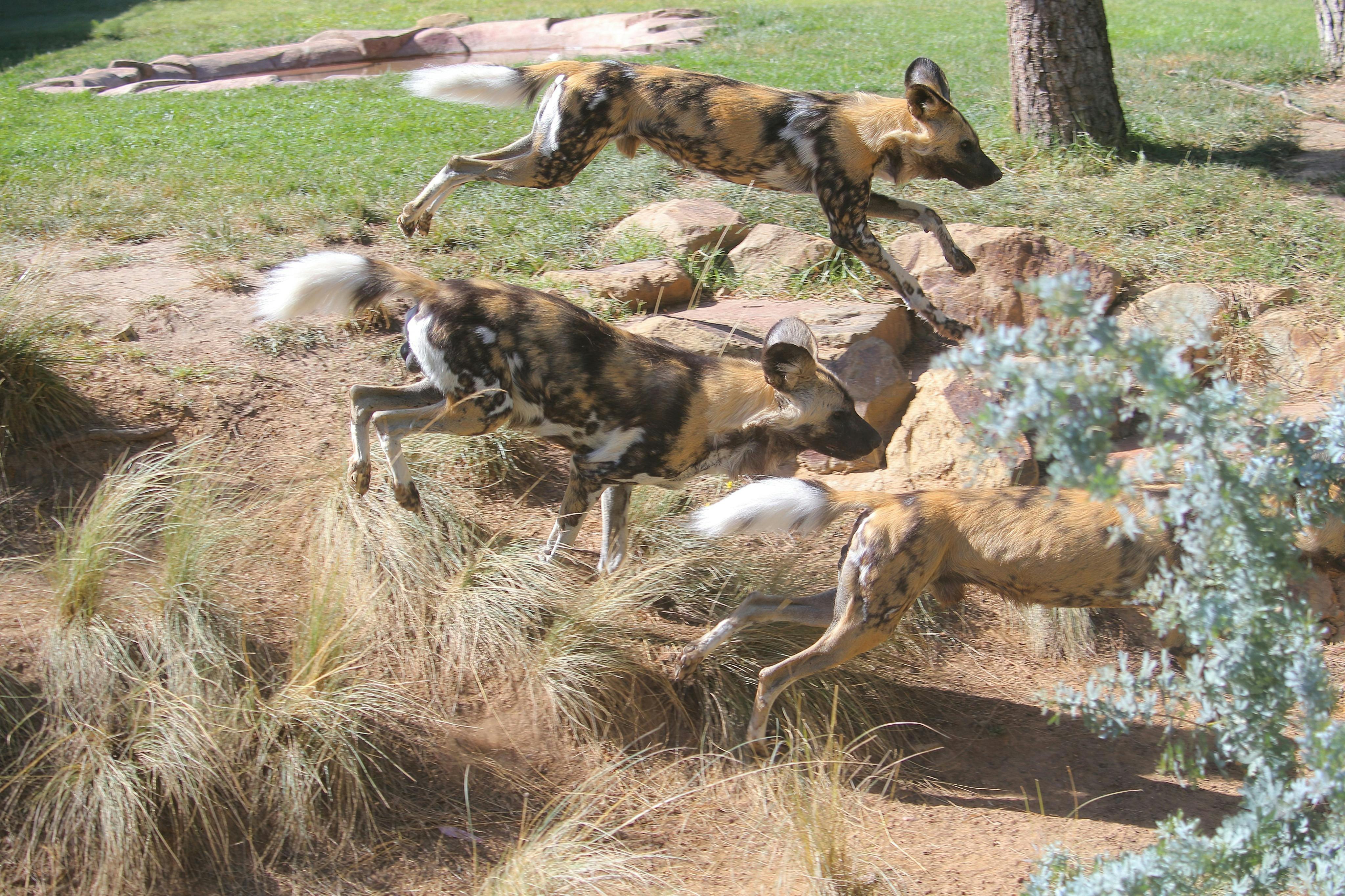 Wild Dog