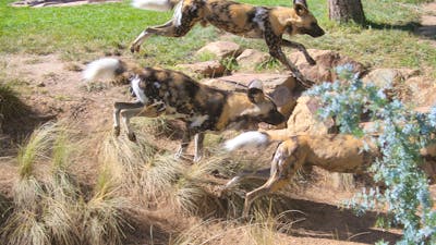 Wild Dog