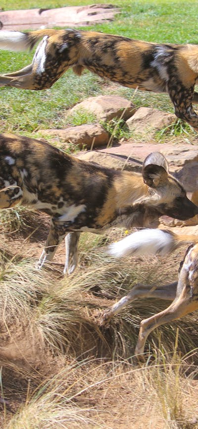 Wild Dog
