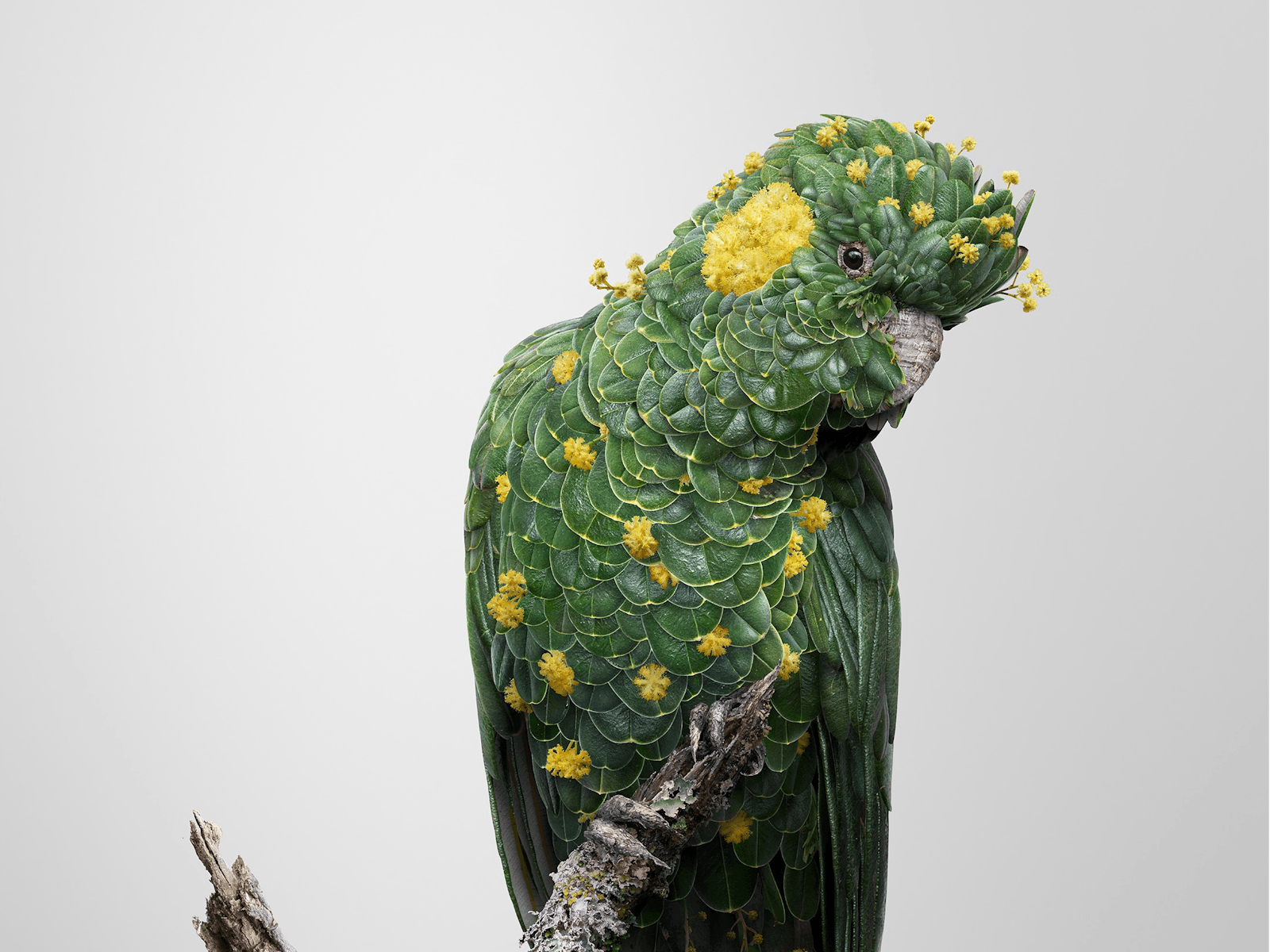 Image for Josh Dykgraaf, Formation
