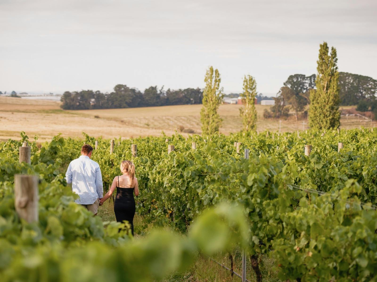 Ross Hill, walking through vineyard.