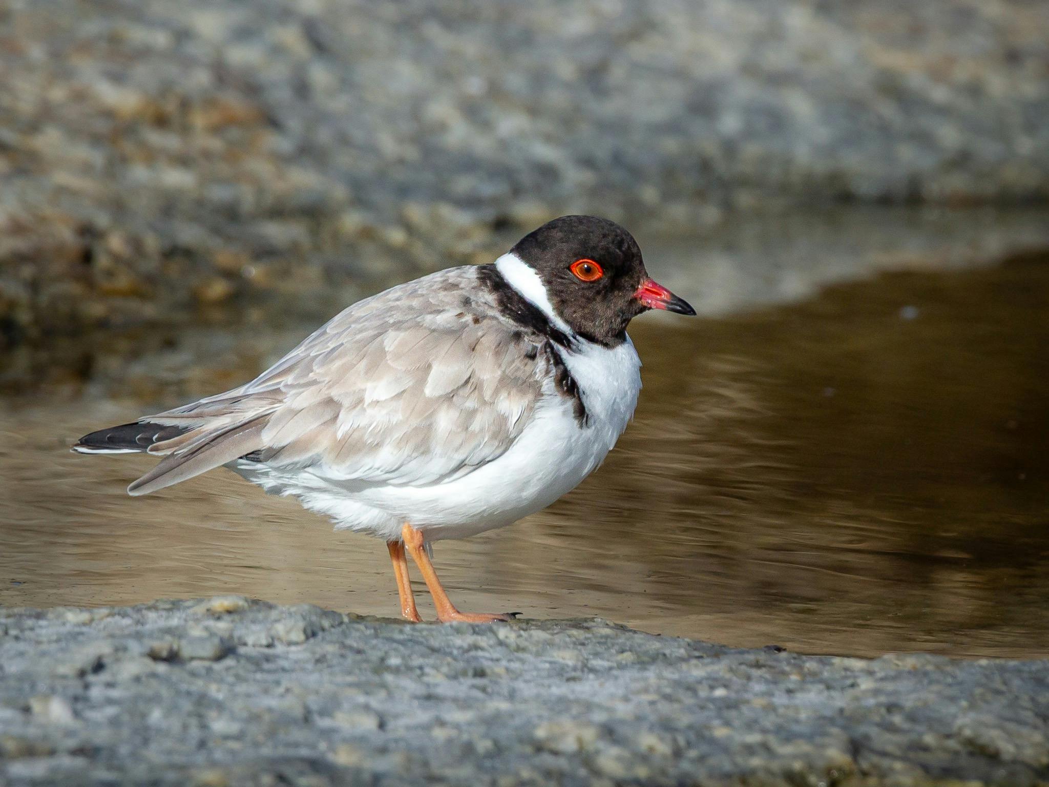 small shorebird by water