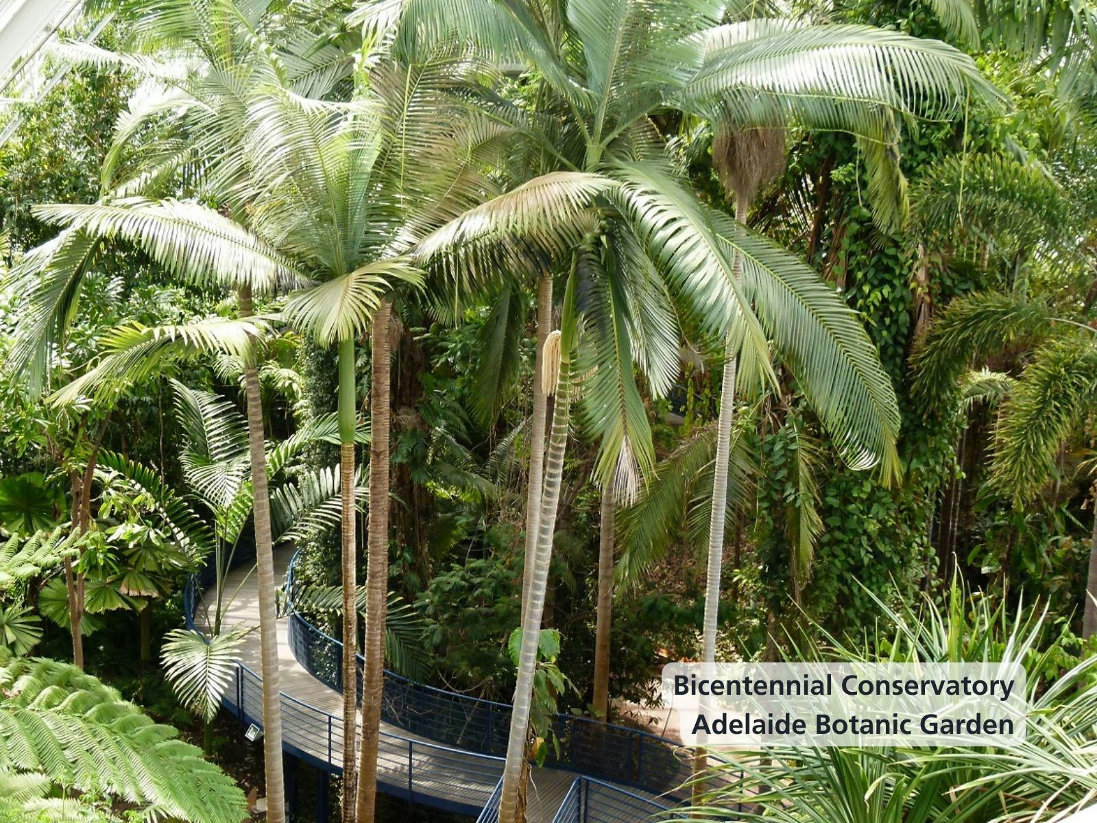 A pathway winds through rainforest trees