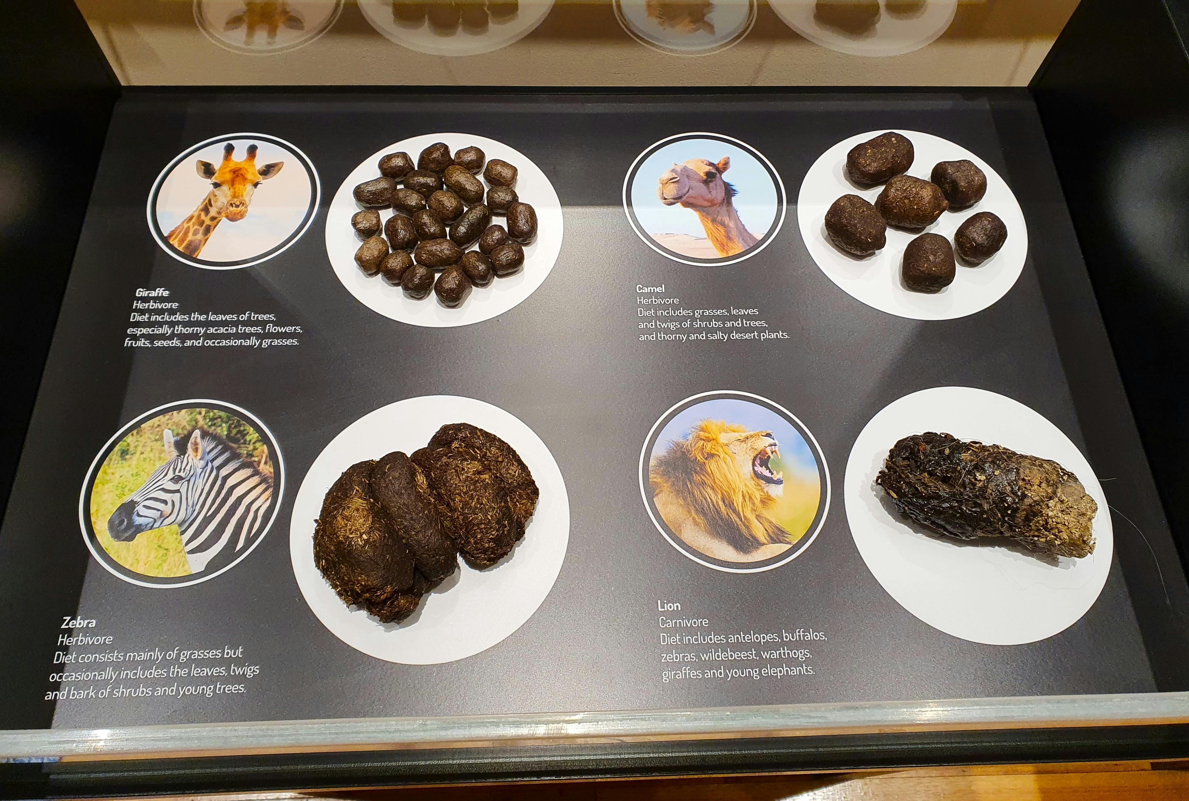 Pooseum display case