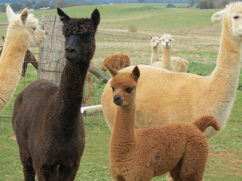 Alpaca Products Australia | NSW Holidays & Accommodation, Things to Do ...