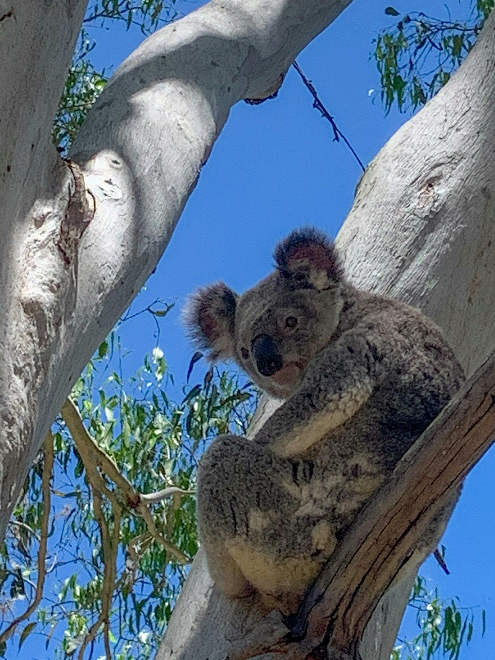 Koalas frequently occupy the gumtrees along our riverbank