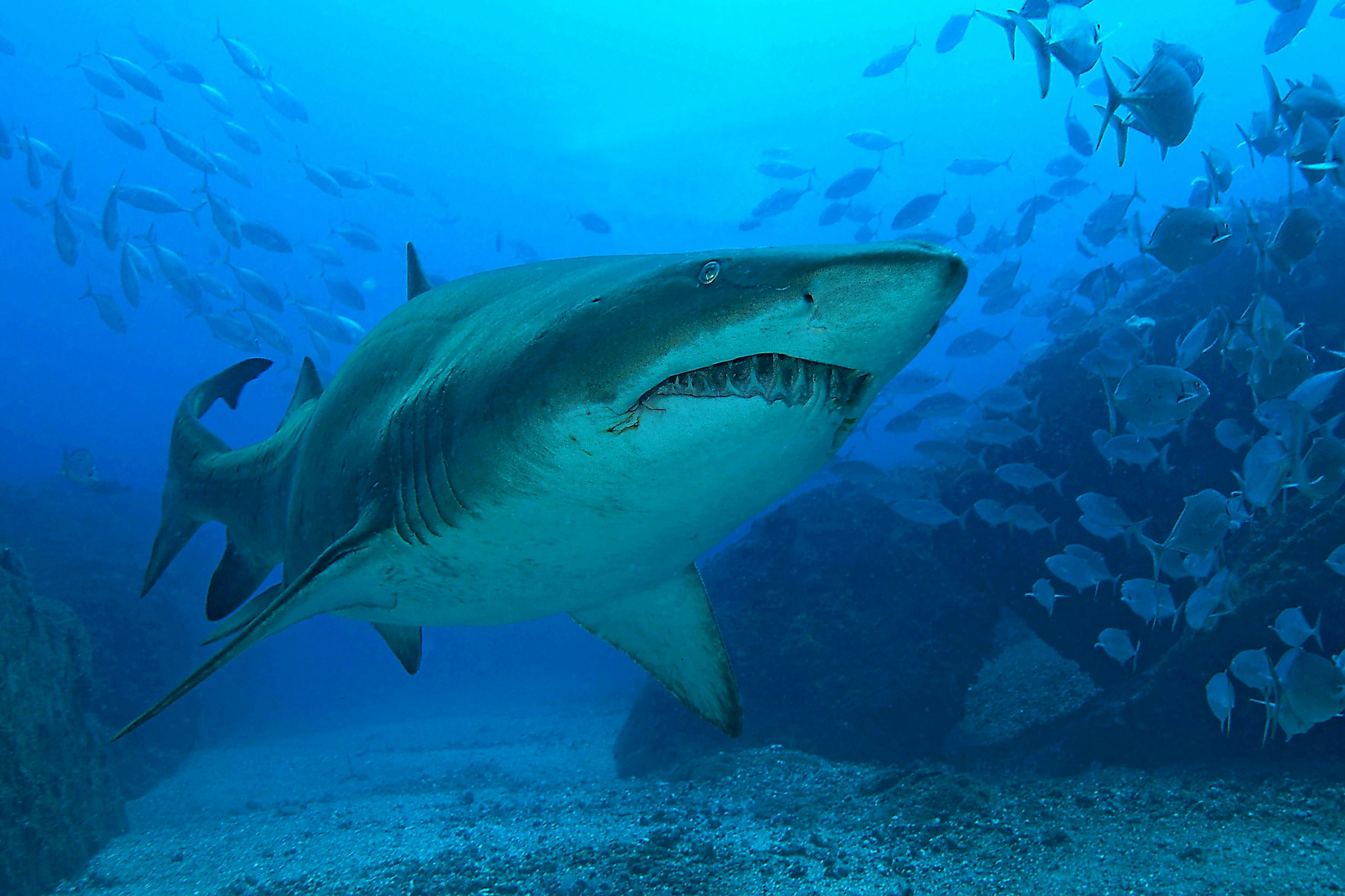 grey nurse shark