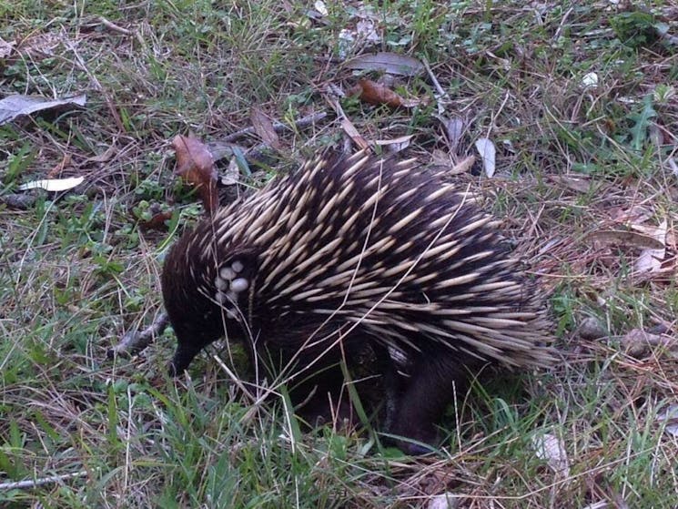 Some of the wildlife