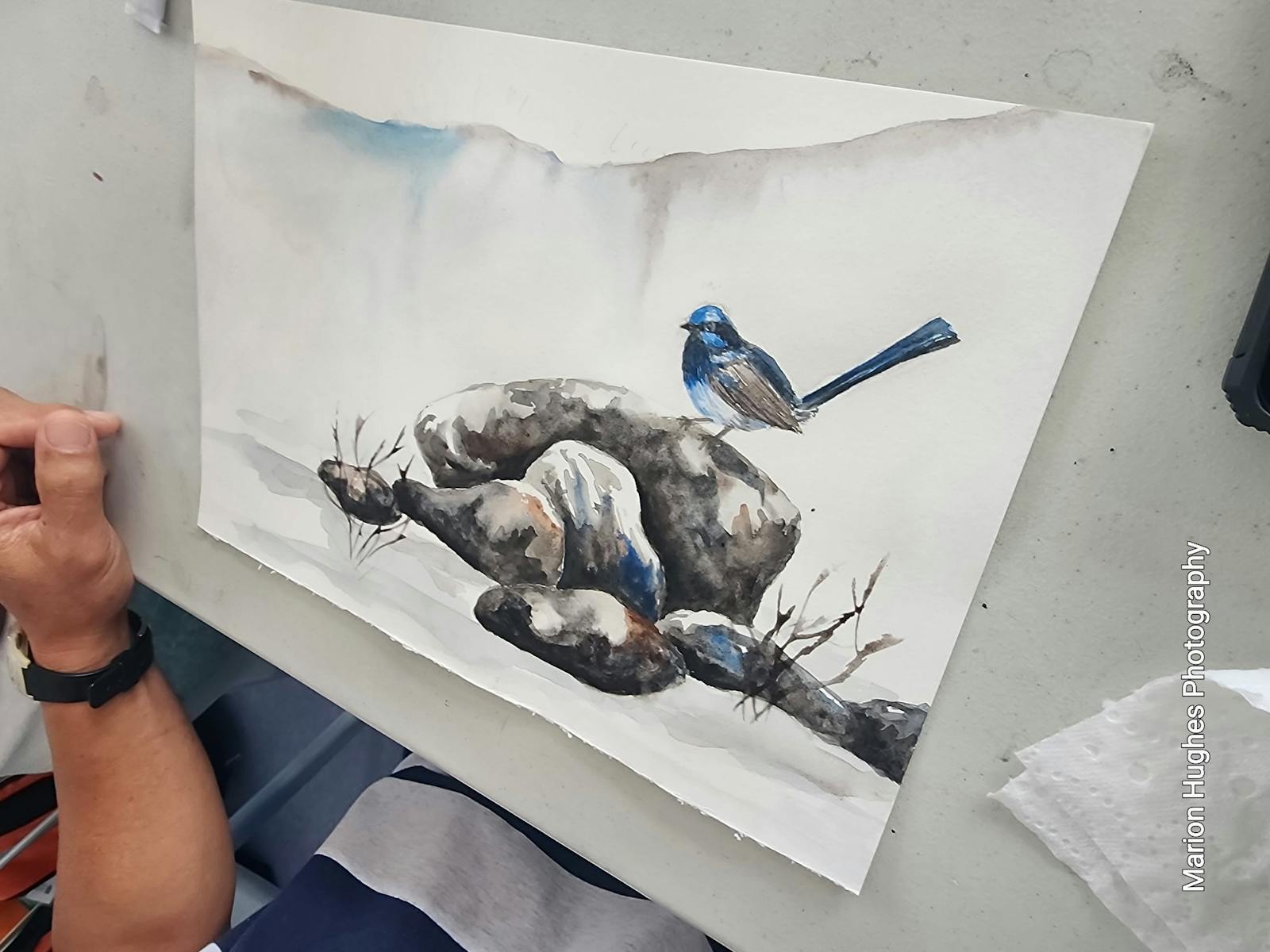 Blue bird searching. Blue bird searching.