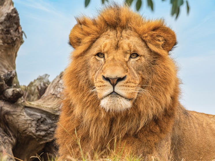 An image of a lion staring at the camera at Sydney Zoo