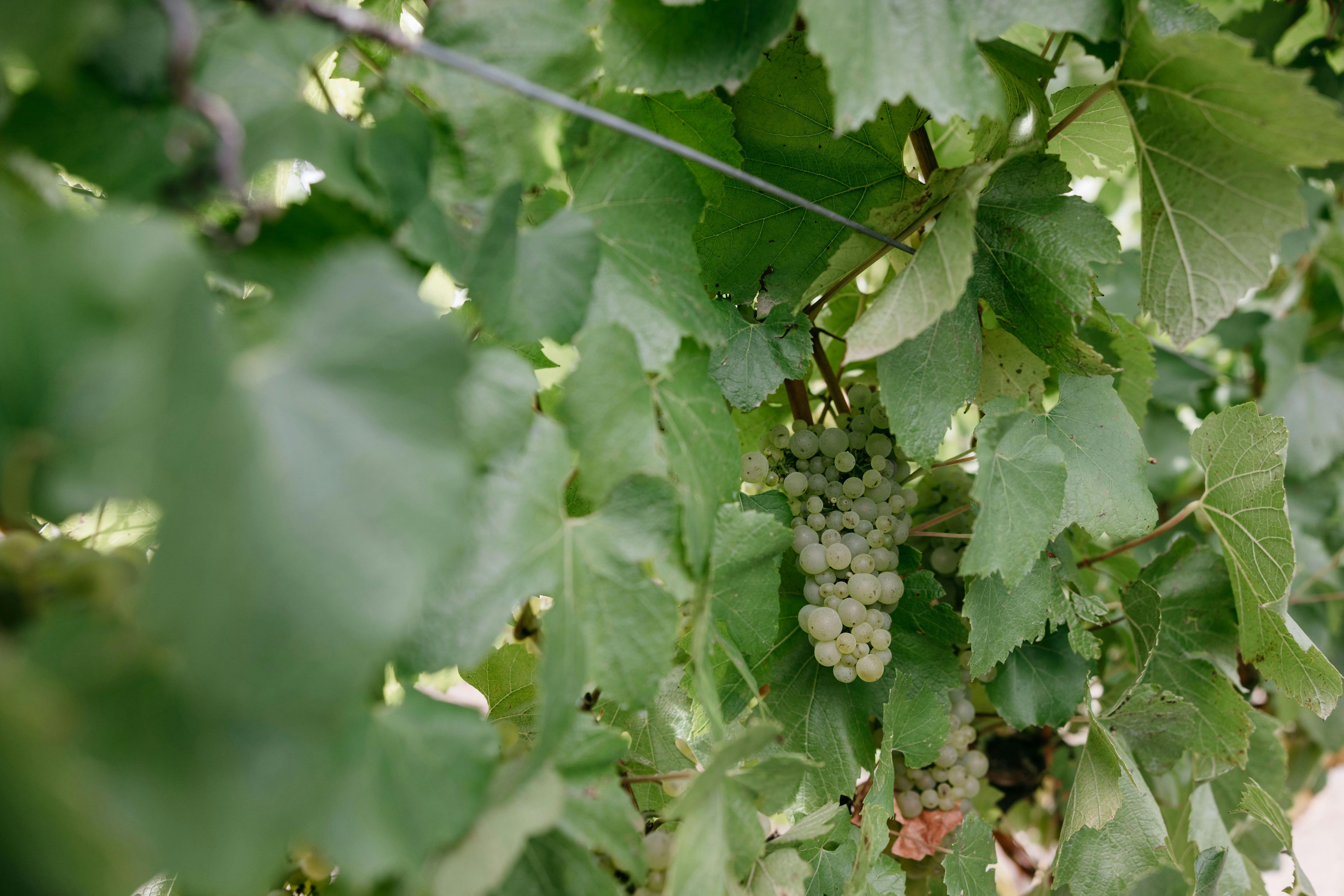 Chardonnays