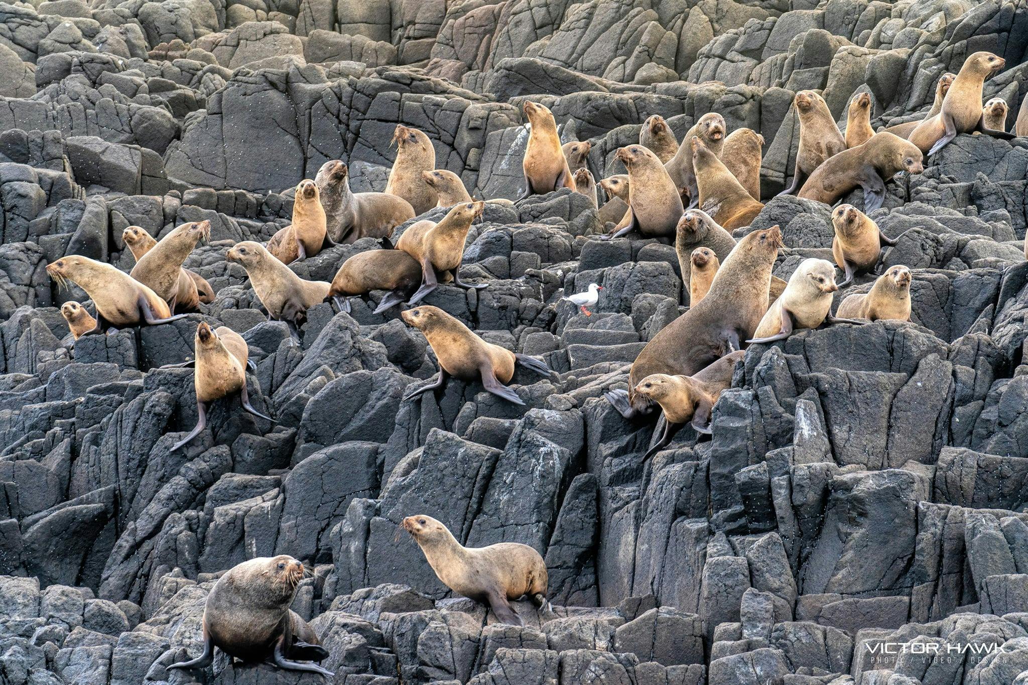 Seal Colony