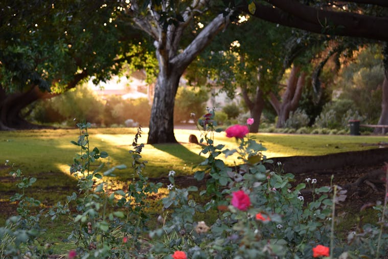 Ada Ryan Gardens