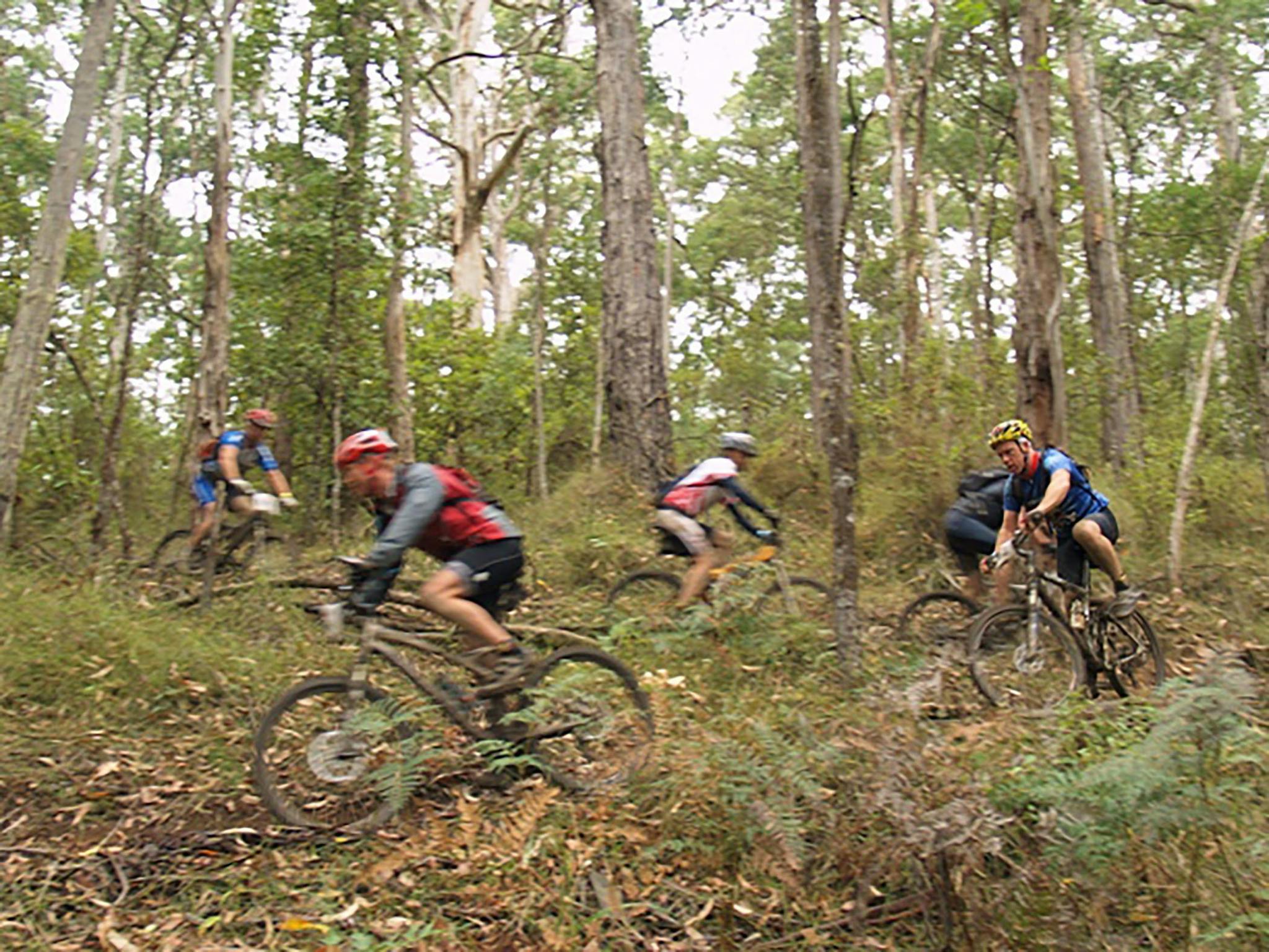 Forest Mountain Bikes