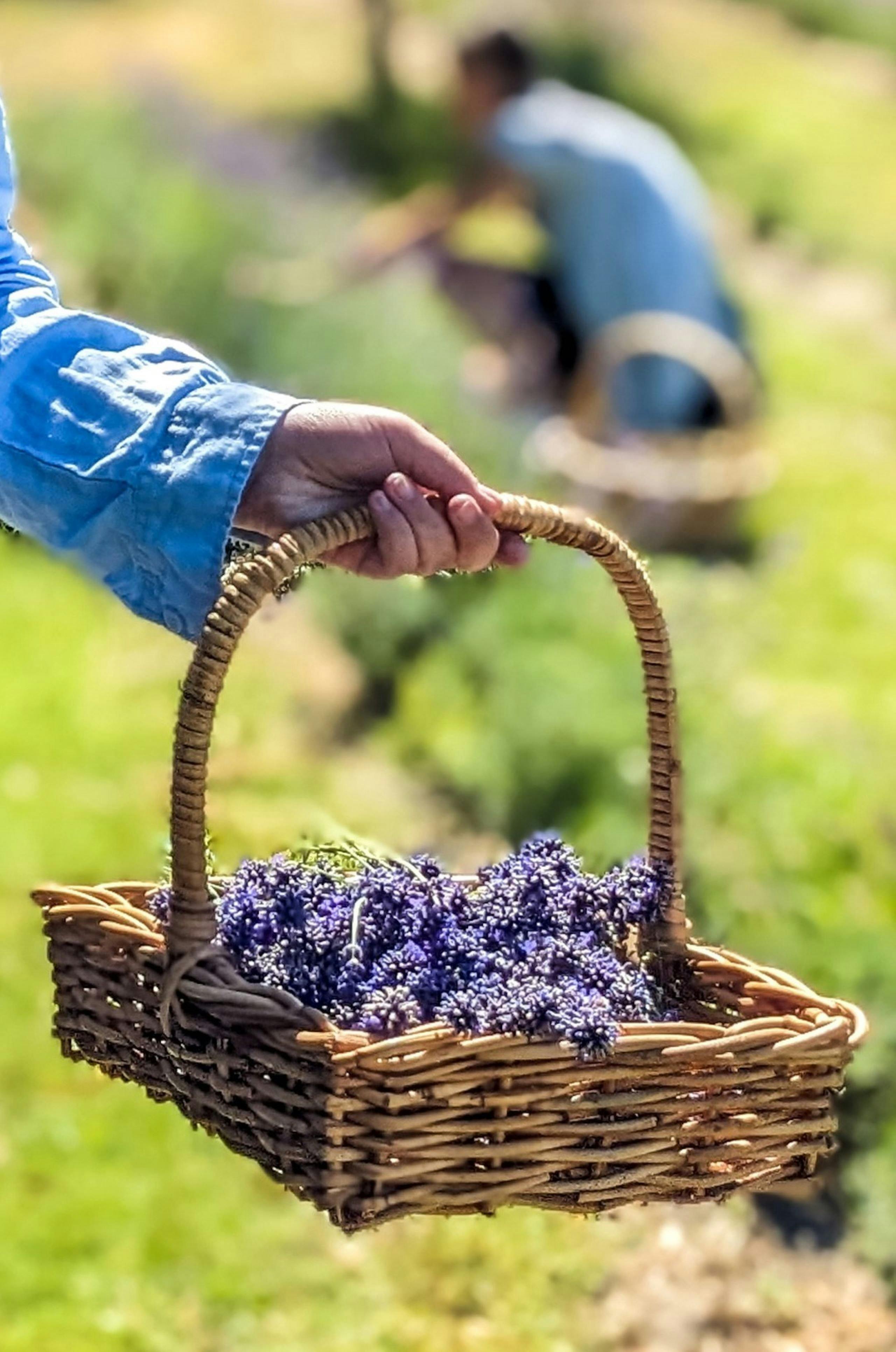 Lavender Goat Farm