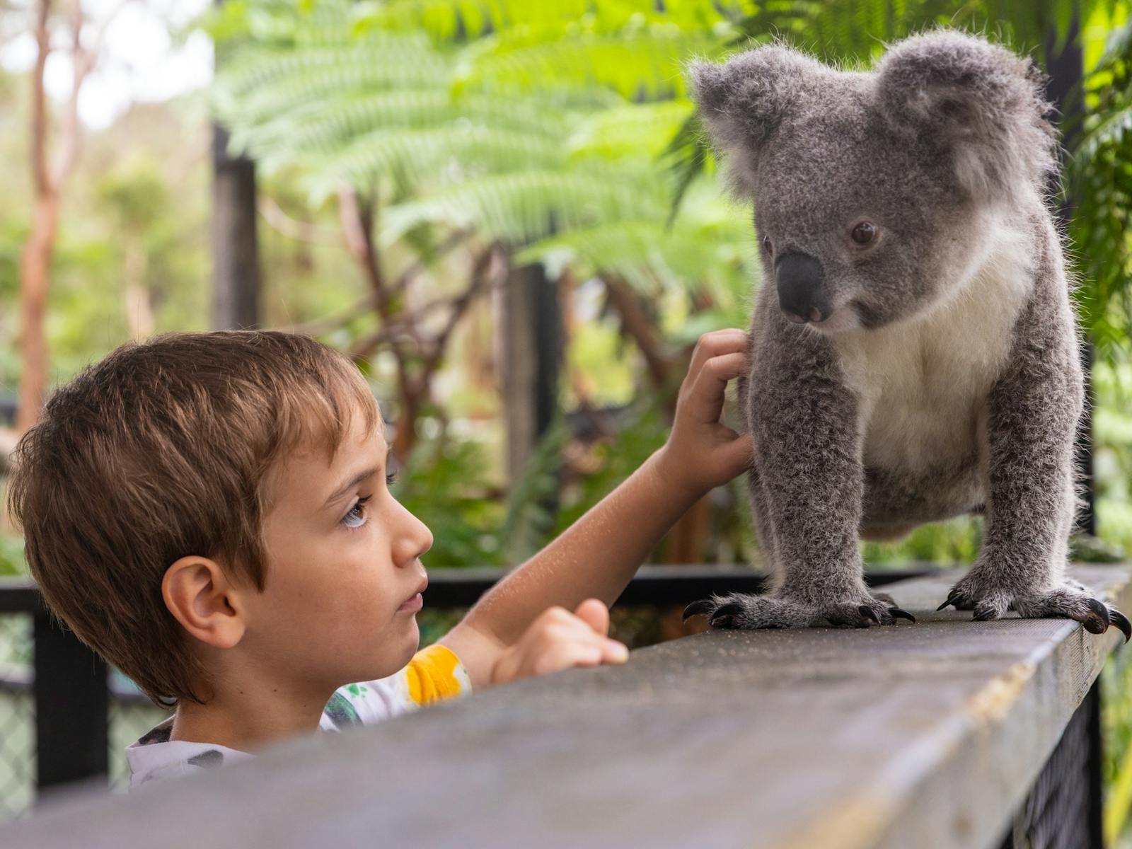 Koala at Australian Reptile Park