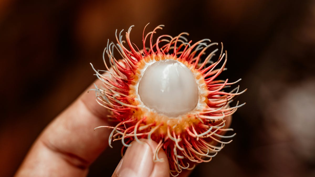 Open Rambutan Fruit