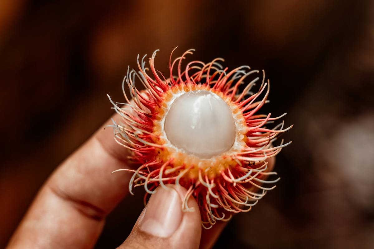 Open Rambutan Fruit