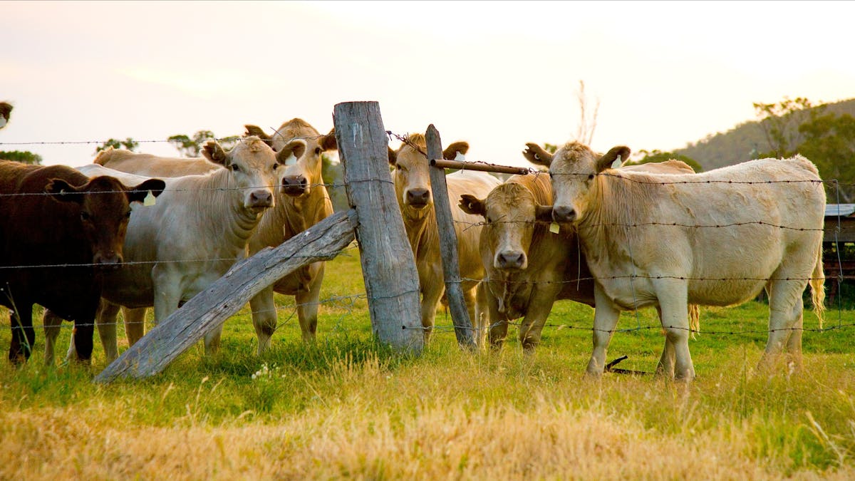 Maclagan Cows