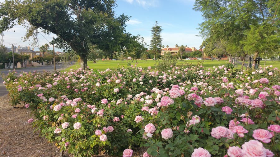 Guided Walk through the formal gardens of North Adelaide