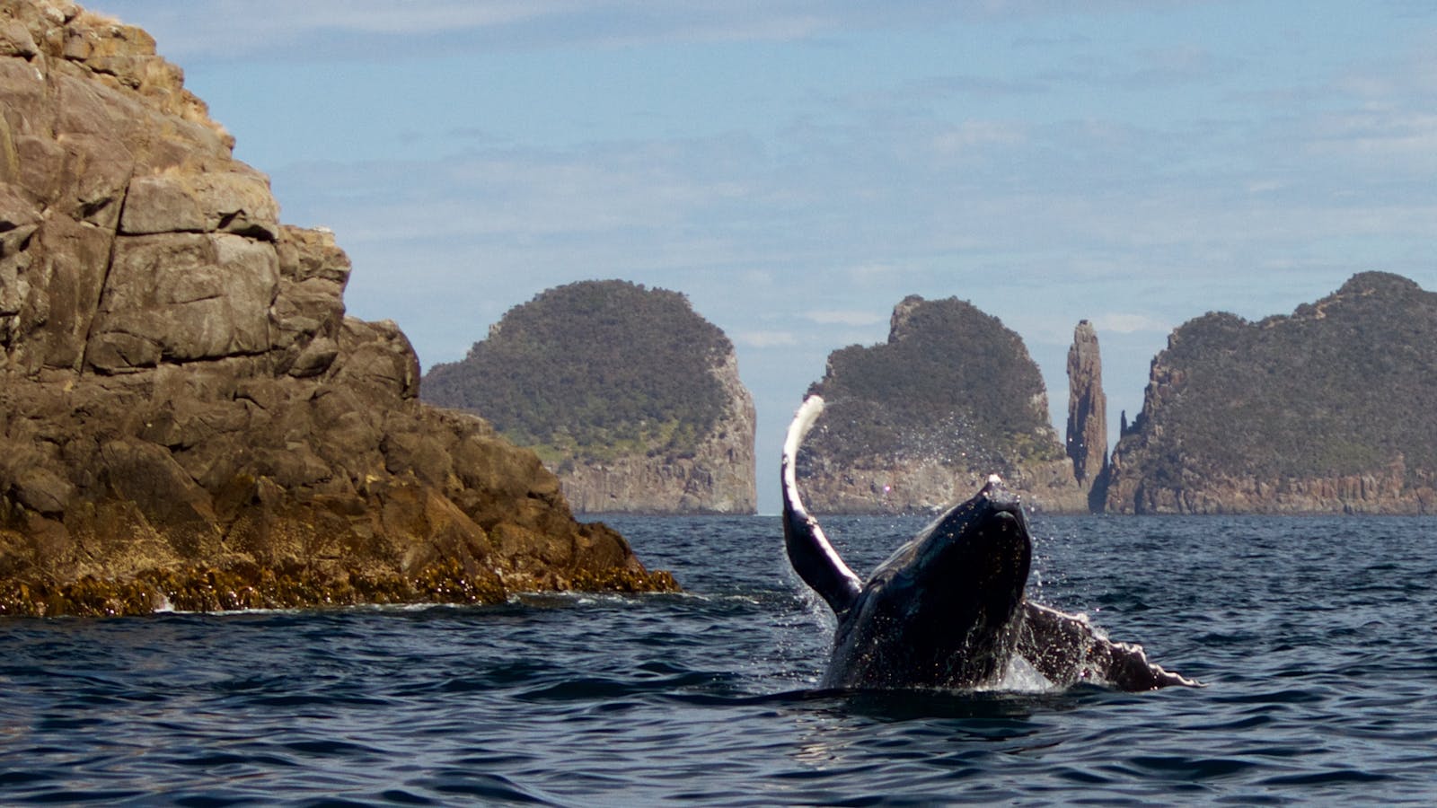 Humpback Whale breaching in front of Cape Hauy