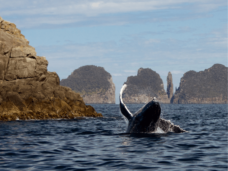 Humpback Whale breaching in front of Cape Hauy