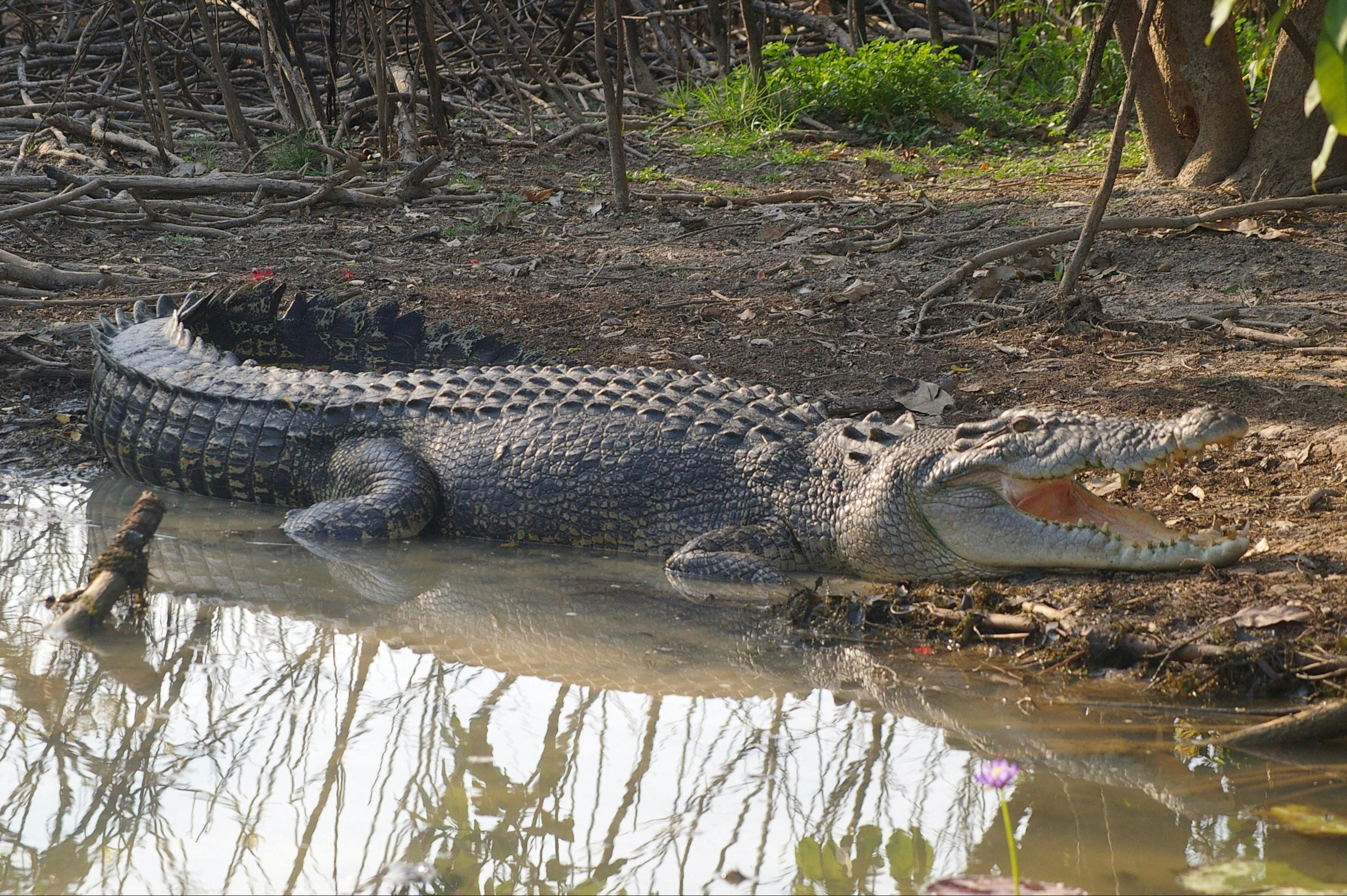 Saltwater Crocodile basking in the sun on the bank of the billabong