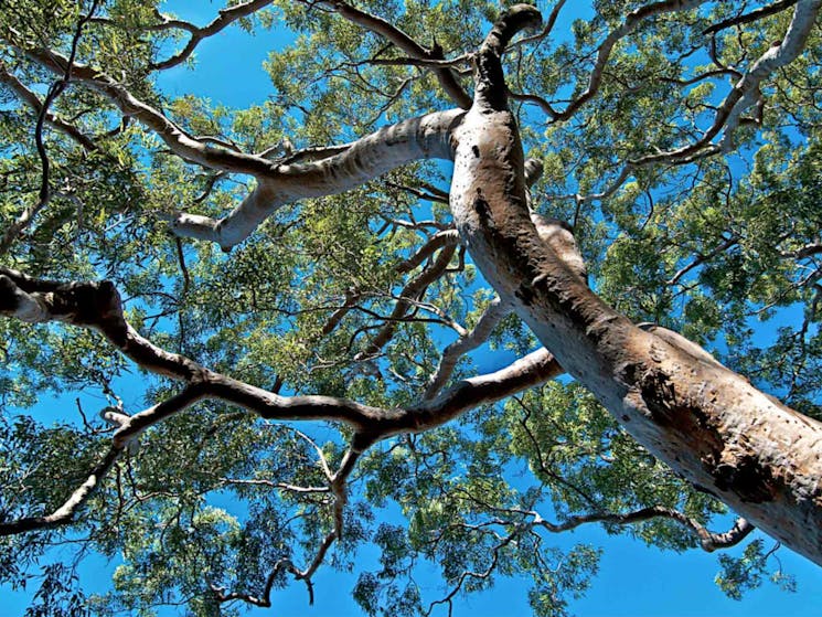 Ridge walking track, Georges River National Park. Photo: John Spencer