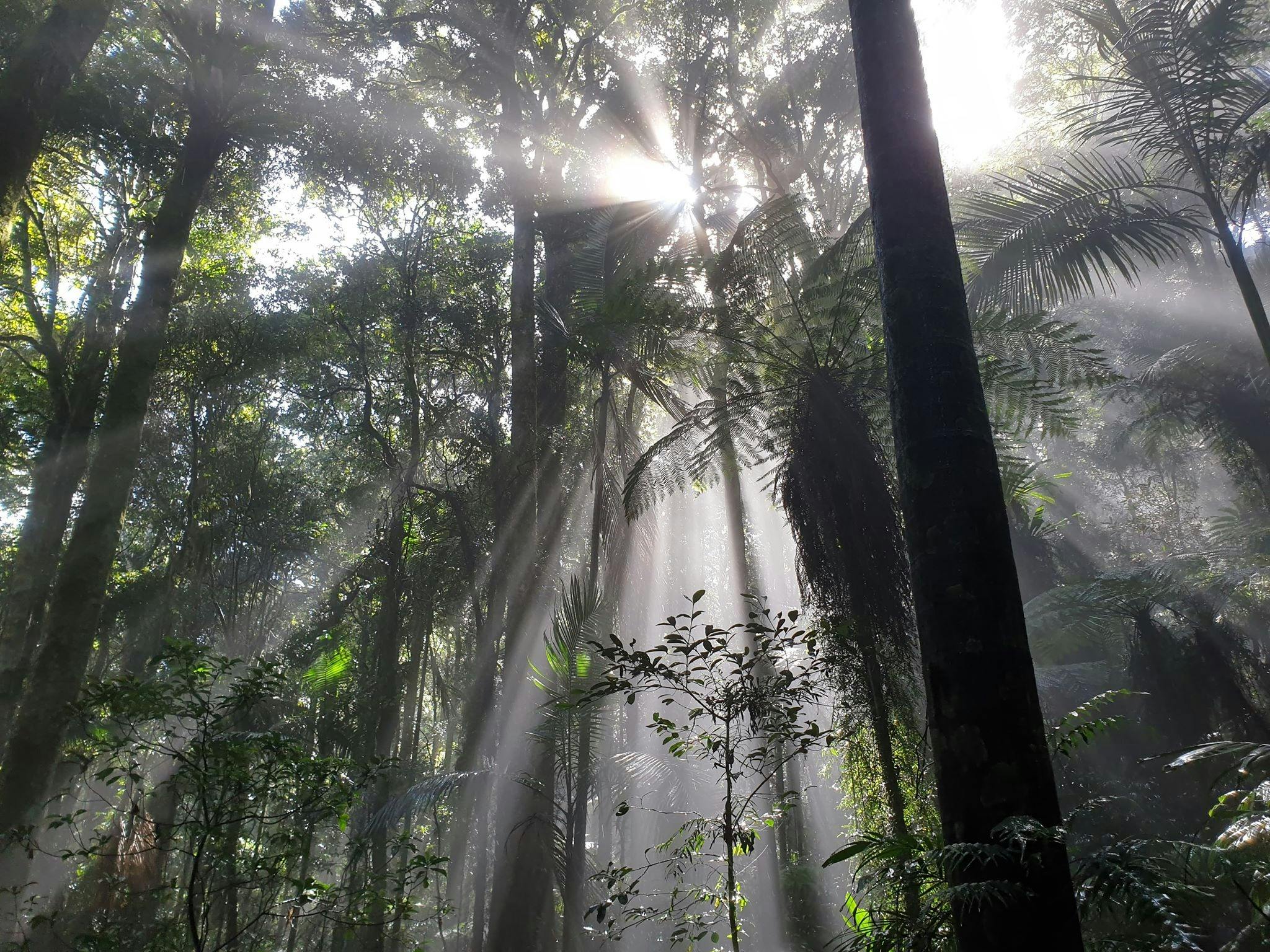 Lamington National Park
