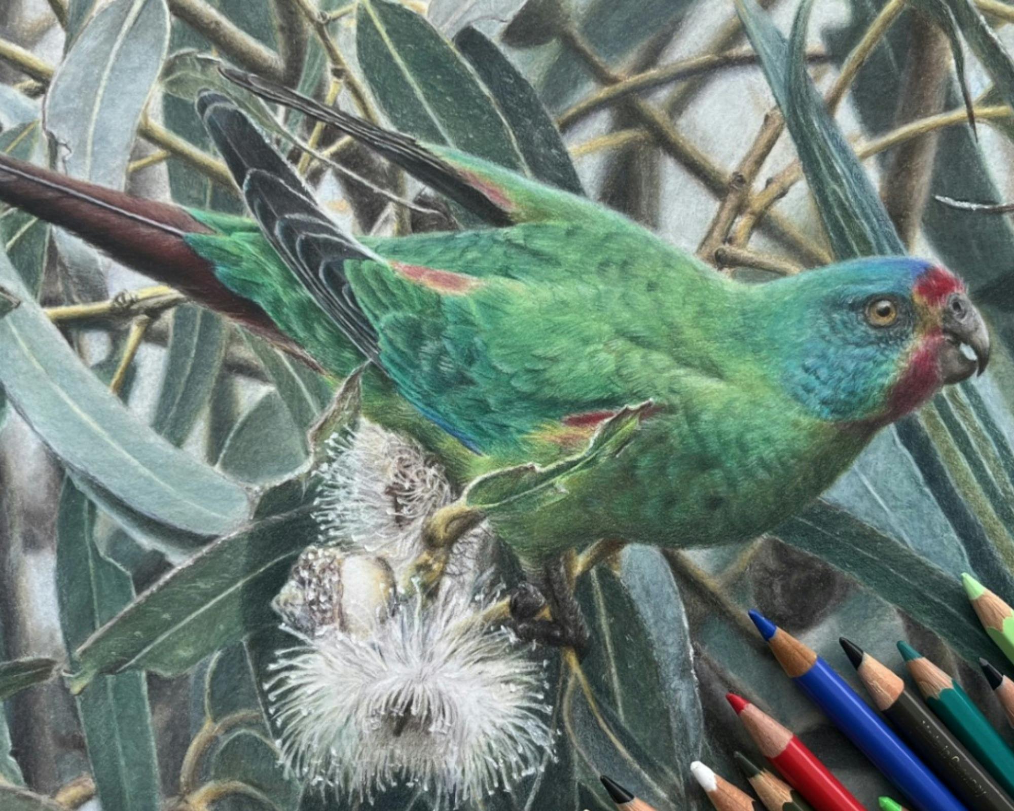 Coloured pencil drawing of a swift parrot