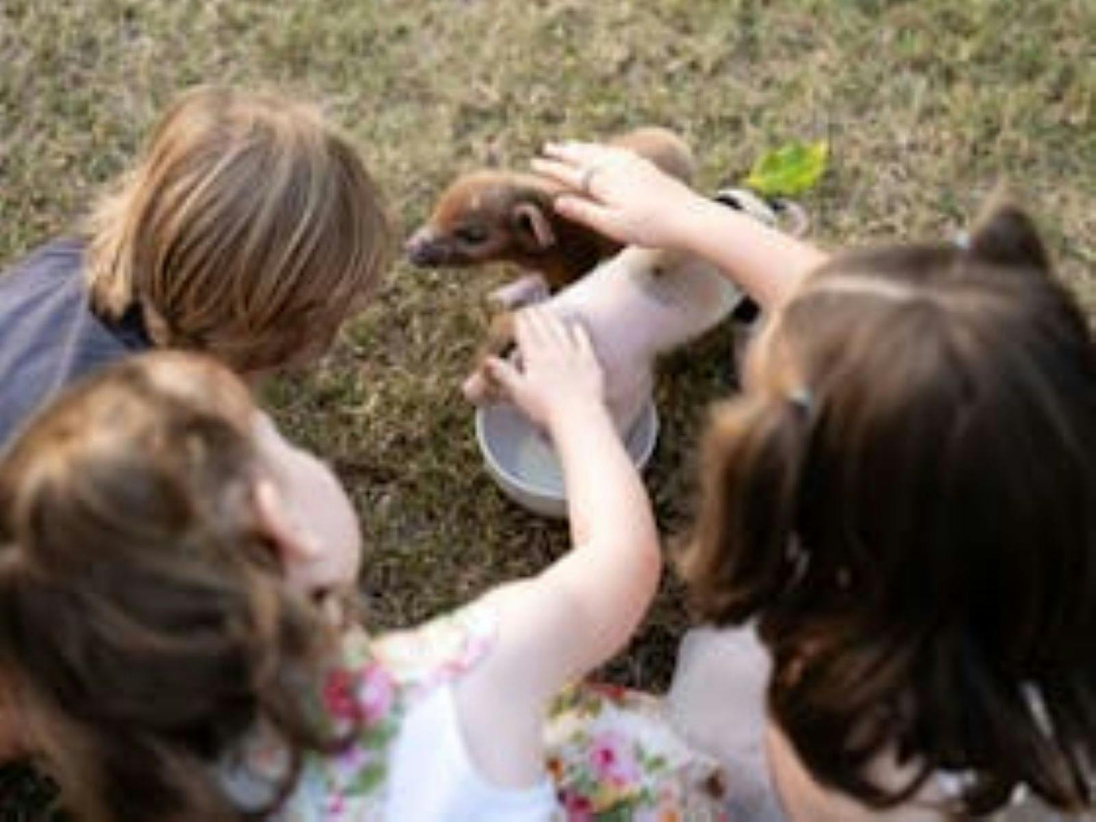 Children petting farm animals Children petting farm animals