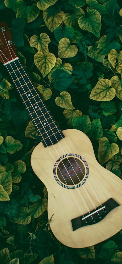 Guitar on bed of leaves