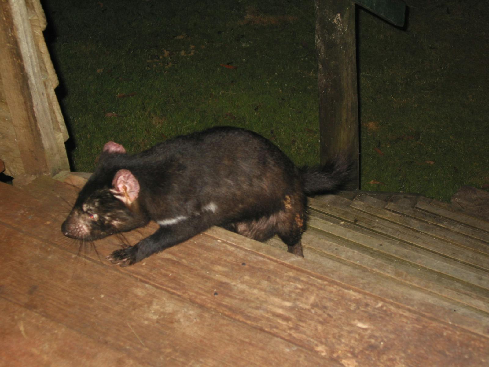 Devil on cabin steps