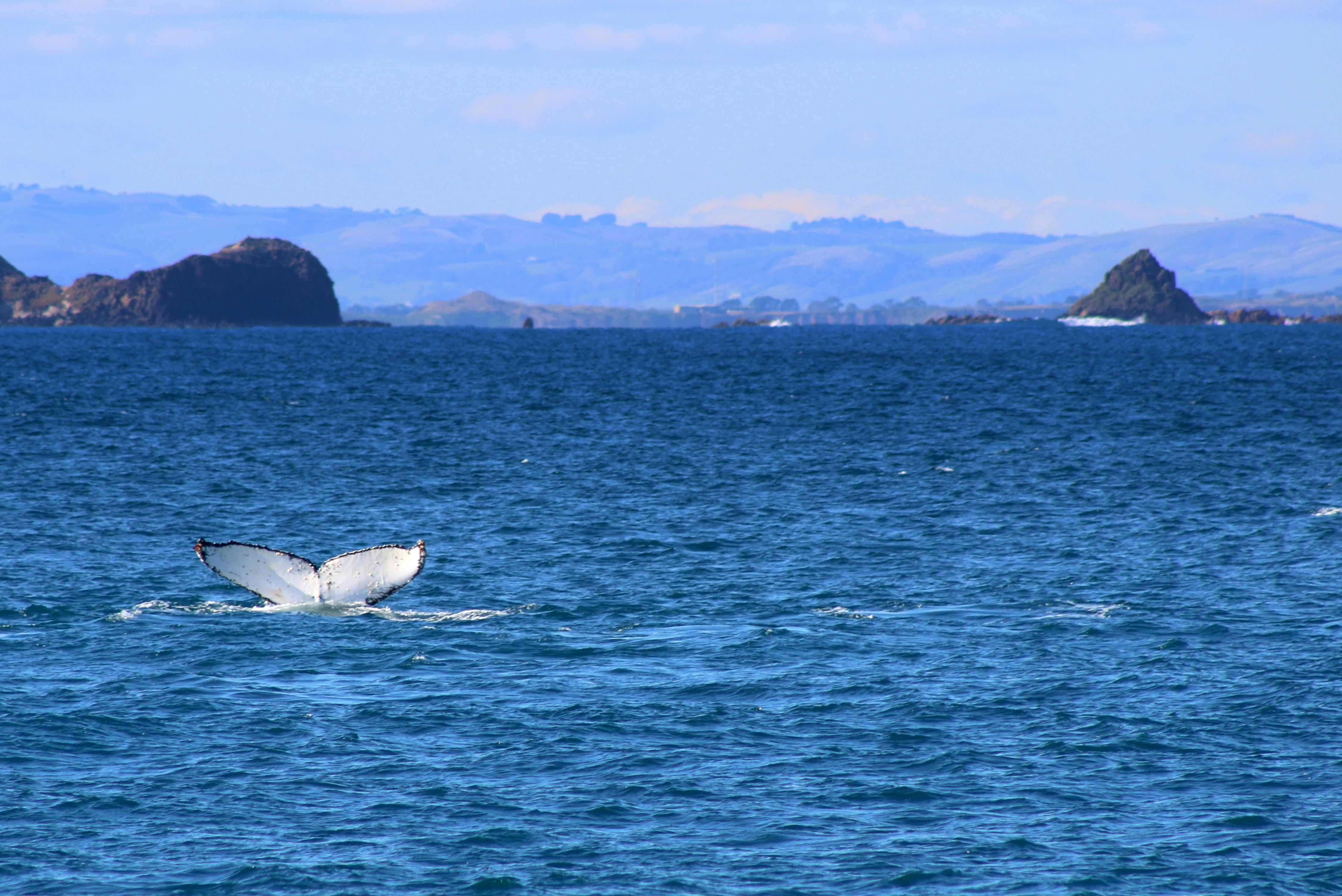 Island Whale Festival