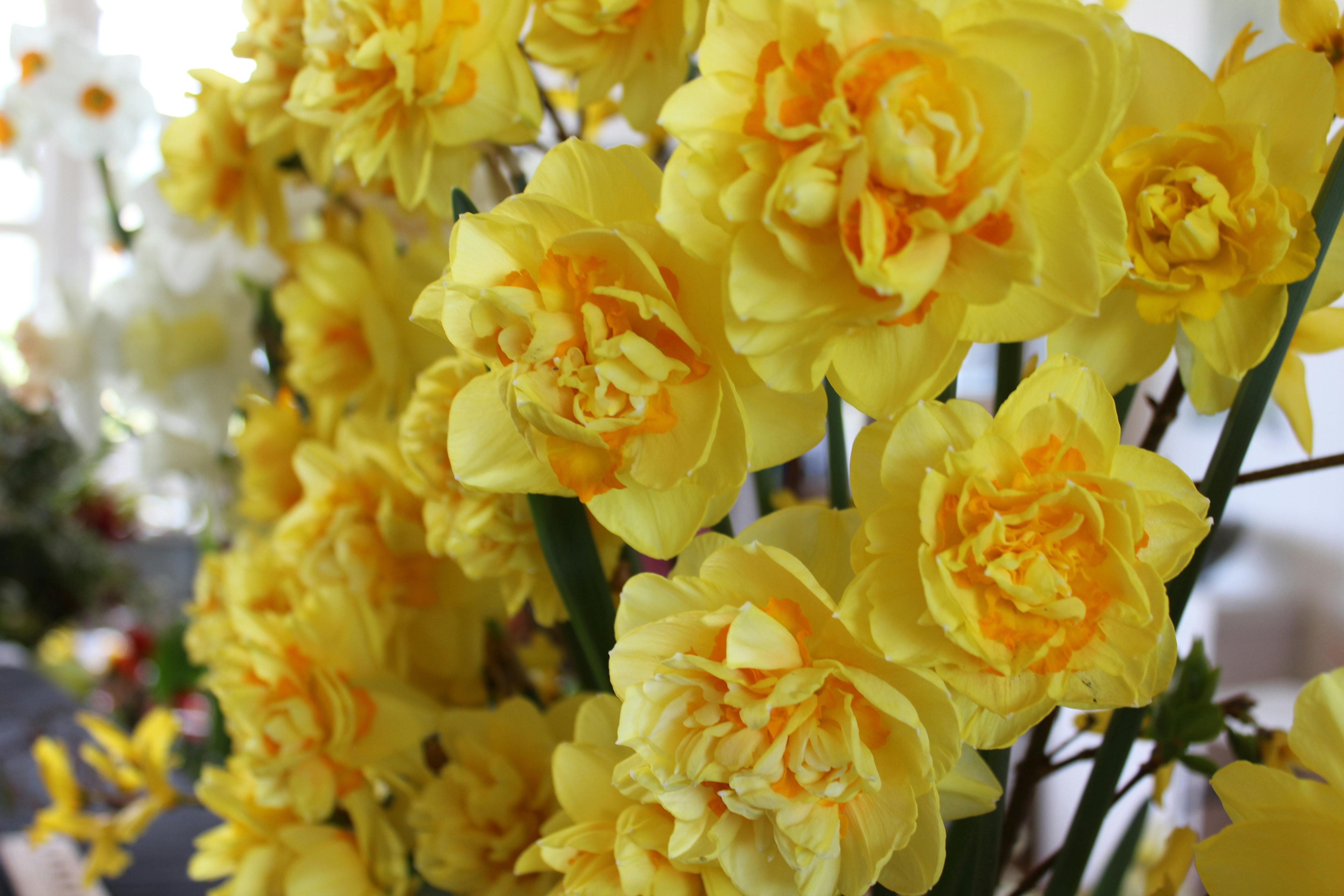 close up of bright yellow daffodils in vase